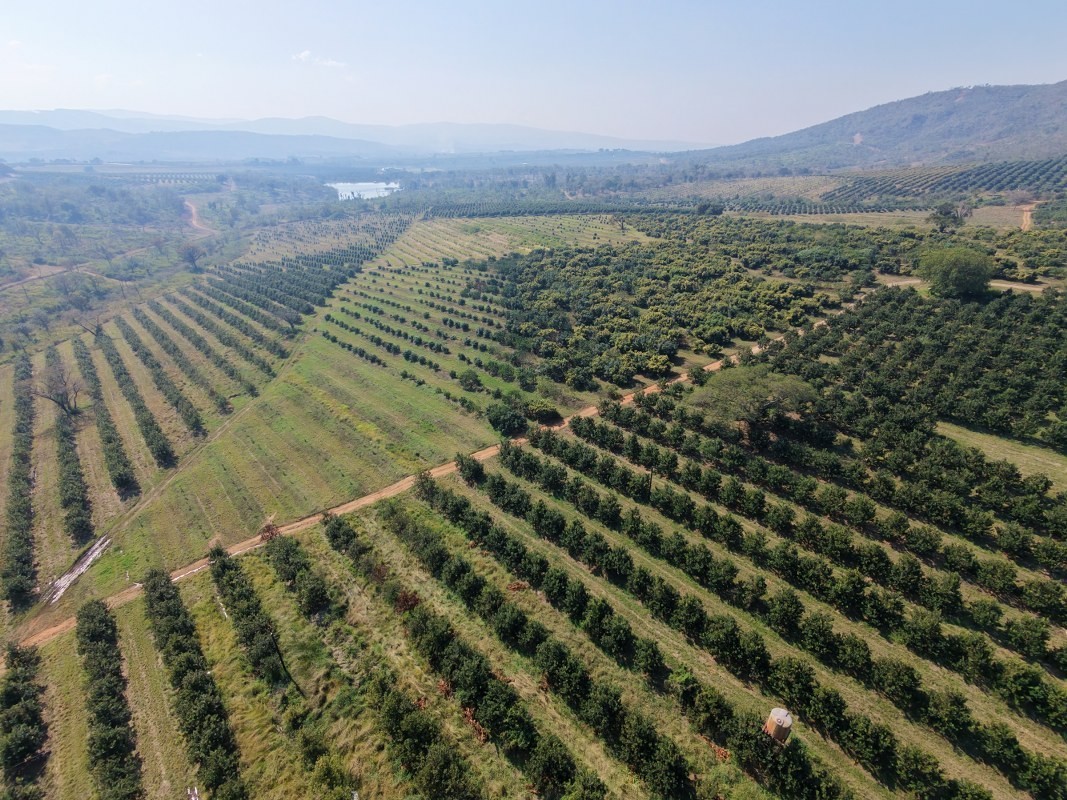 Commercial Avocado and Macadamia Farm For Sale in Tzaneen Rural, Tzaneen