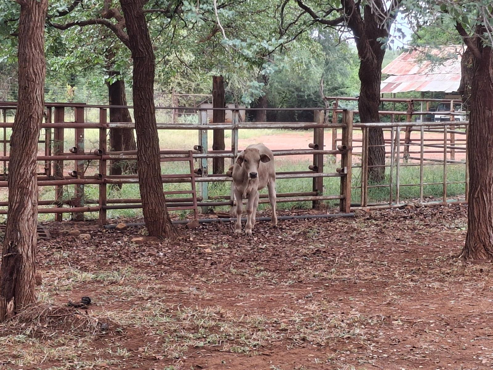 Game and Livestock Farm For Sale in Tzaneen Rural, Tzaneen