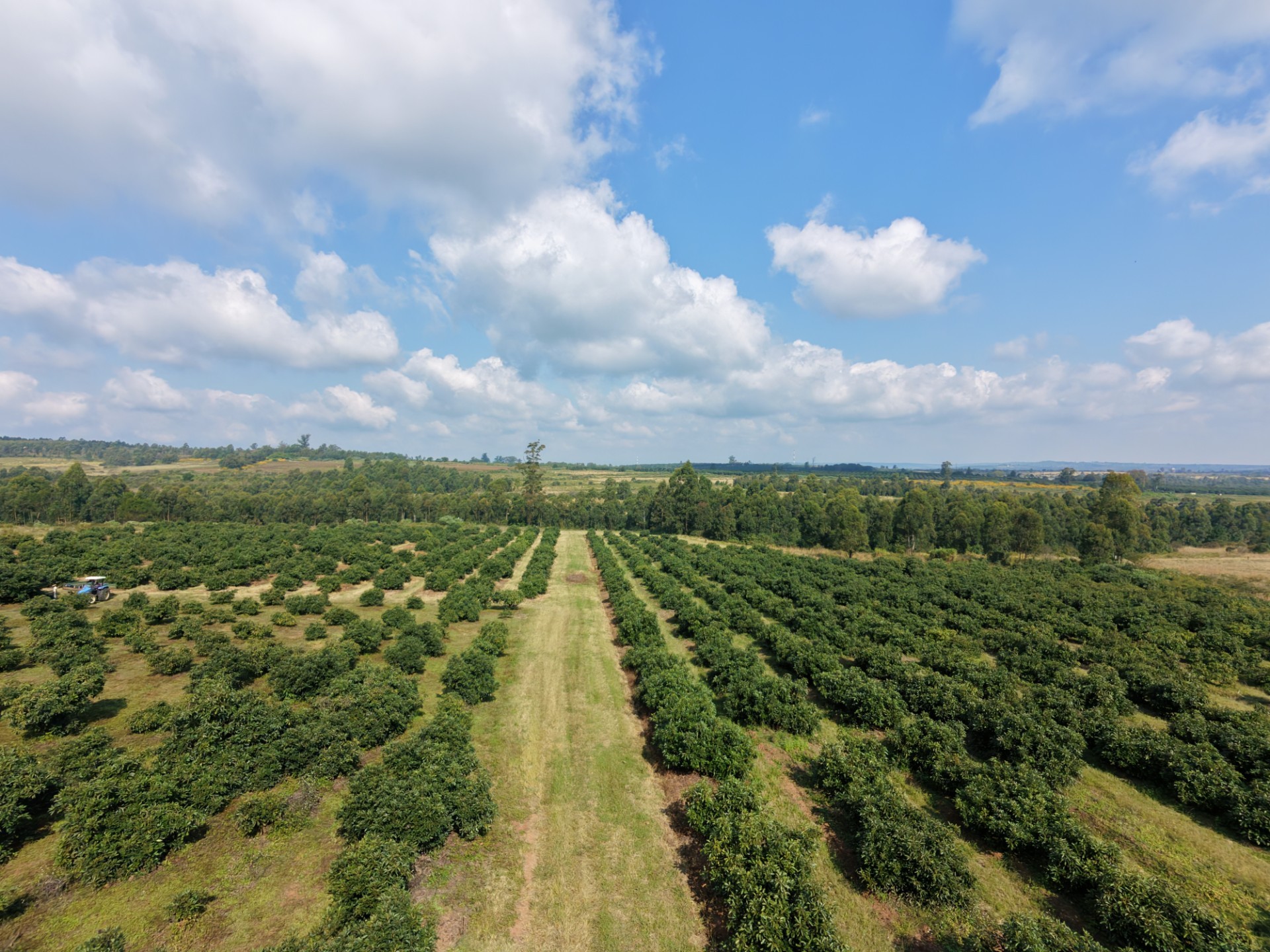 Prime Avocado Farm For Sale in Soekmekaar