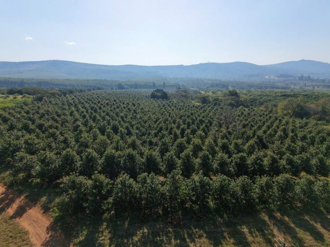 Productive Macadamia Farm for Sale in Tzaneen Rural, Tzaneen