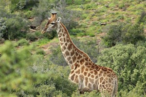 Vacant Land For Sale in Oudtshoorn Rural, Oudtshoorn - P1625221