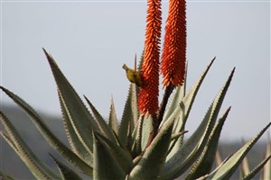 Vacant Land For Sale in Oudtshoorn Rural, Oudtshoorn - P1625221