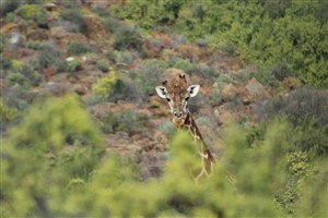 Vacant Land For Sale in Oudtshoorn Rural, Oudtshoorn - P1625221