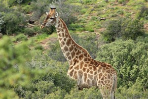 Vacant Land For Sale in Oudtshoorn Rural, Oudtshoorn - P1625221