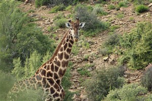 Vacant Land For Sale in Oudtshoorn Rural, Oudtshoorn - P1625221