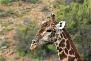 Vacant Land For Sale in Oudtshoorn Rural, Oudtshoorn - P1625221