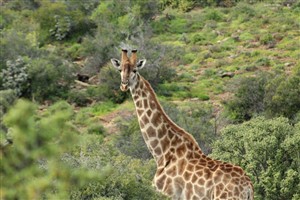 Vacant Land For Sale in Oudtshoorn Rural, Oudtshoorn - P1625222