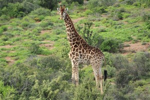 Vacant Land For Sale in Oudtshoorn Rural, Oudtshoorn - P1625222