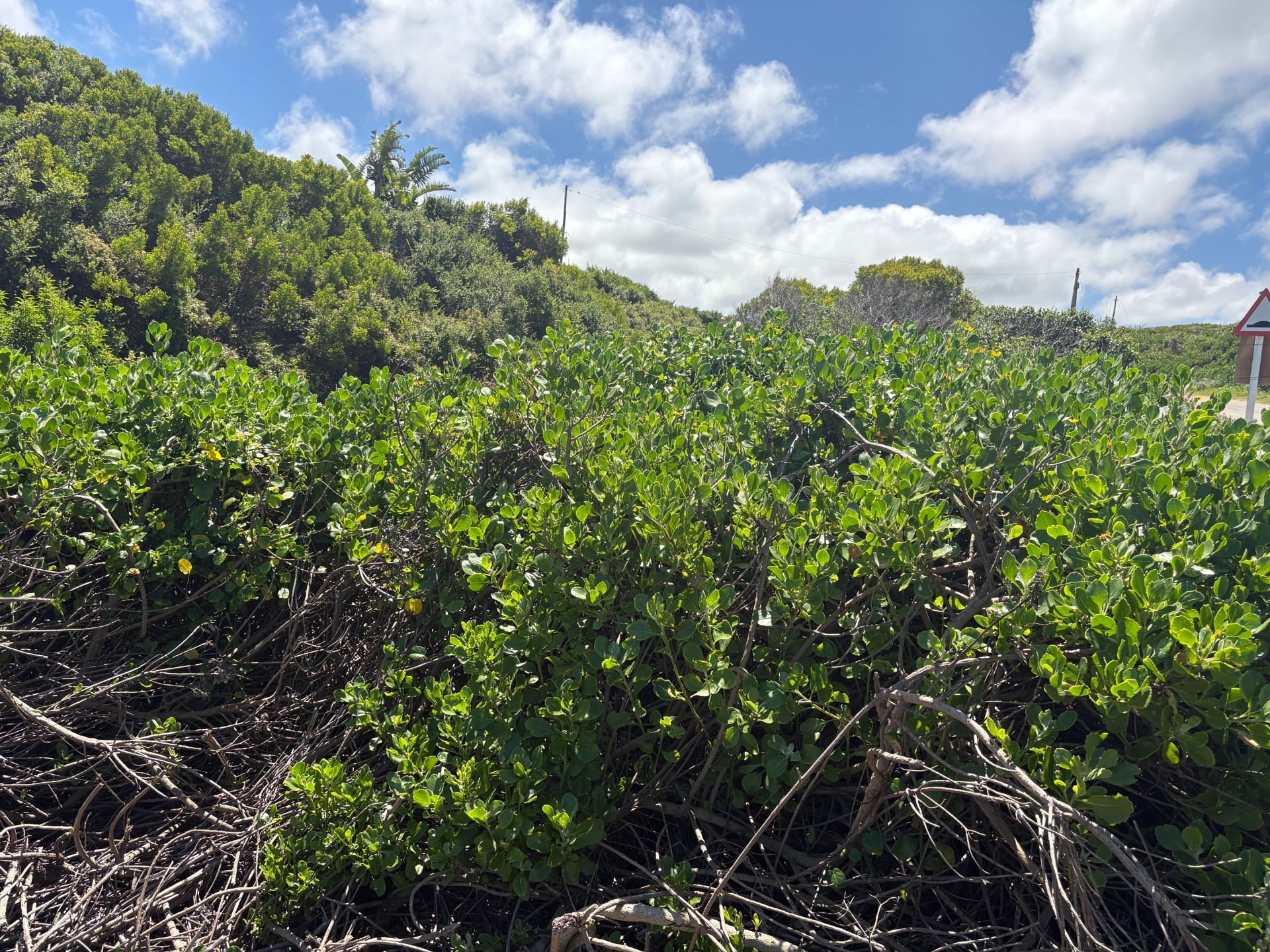 Vacant Land for sale in Oyster Bay, 678 m²